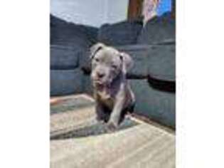 Mutt Puppy for sale in Fredonia, NY, USA