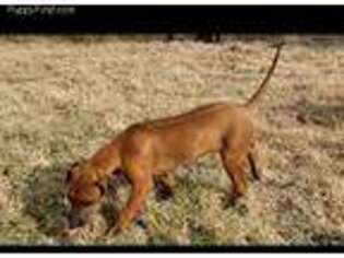 Rhodesian Ridgeback Puppy for sale in Wister, OK, USA