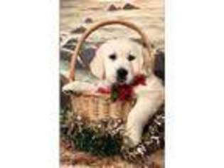 Golden Retriever Puppy for sale in Herkimer, NY, USA