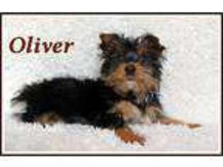 Yorkshire Terrier Puppy for sale in Goreville, IL, USA