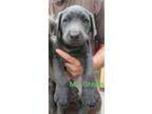 Labrador Retriever Puppy for sale in Mount Auburn, IA, USA