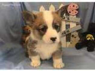 Pembroke Welsh Corgi Puppy for sale in Donnellson, IA, USA