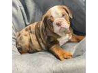 Bulldog Puppy for sale in Saint Cloud, FL, USA
