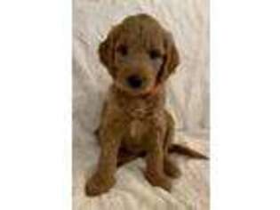 Goldendoodle Puppy for sale in Colleyville, TX, USA