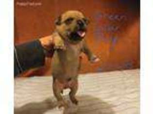 Staffordshire Bull Terrier Puppy for sale in Bellevue, MI, USA