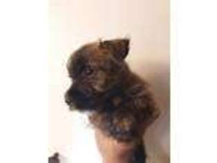 Cairn Terrier Puppy for sale in Salem, OR, USA