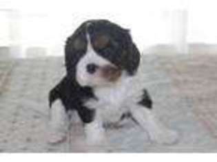 Cavalier King Charles Spaniel Puppy for sale in Lott, TX, USA