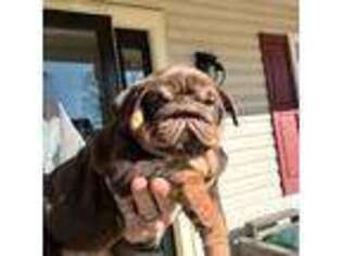 Bulldog Puppy for sale in Medina, OH, USA