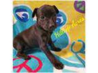 Harlequin Pinscher Puppy for sale in Montrose, AR, USA