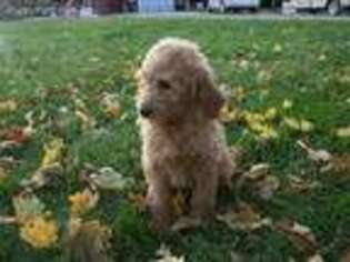 Goldendoodle Puppy for sale in Clearfield, IA, USA