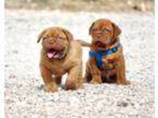 American Bull Dogue De Bordeaux Puppy for sale in Lockhart, TX, USA