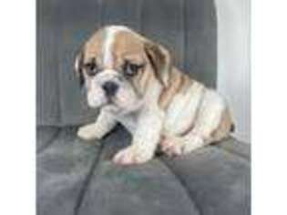 Bulldog Puppy for sale in Torrington, CT, USA