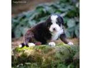 Bernese Mountain Dog Puppy for sale in Richland Center, WI, USA