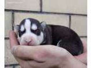 Siberian Husky Puppy for sale in Dalton, OH, USA