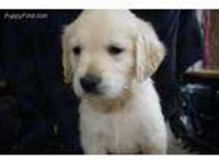 Golden Retriever Puppy for sale in Wirtz, VA, USA