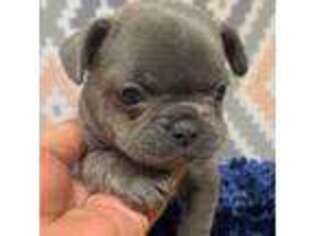 French Bulldog Puppy for sale in Tracys Landing, MD, USA