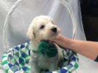Labrador Retriever Puppy for sale in Pasadena, MD, USA