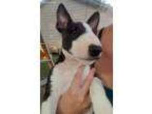 Bull Terrier Puppy for sale in Montpelier, OH, USA