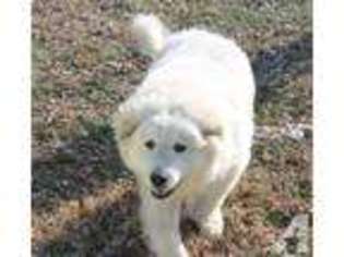 Great Pyrenees Puppy for sale in BOURBON, MO, USA