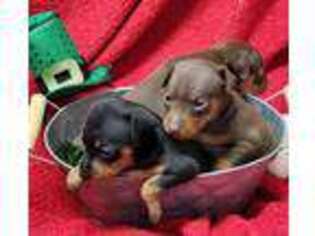 Miniature Pinscher Puppy for sale in Kit Carson, CO, USA