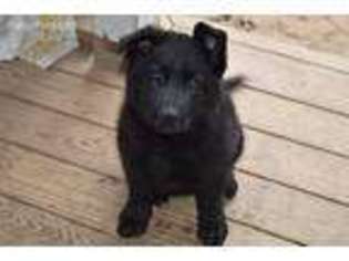 German Shepherd Dog Puppy for sale in Gibson, GA, USA