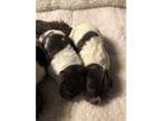 German Wirehaired Pointer Puppy for sale in Hillsborough, NC, USA