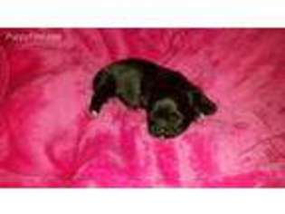 Mutt Puppy for sale in Louisville, KY, USA