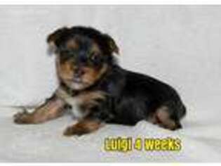 Yorkshire Terrier Puppy for sale in Mesa, AZ, USA