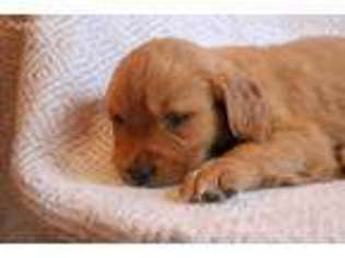 Golden Retriever Puppy for sale in Star Tannery, VA, USA