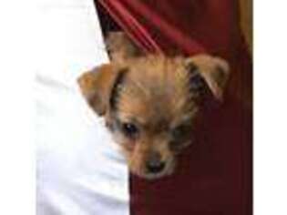 Yorkshire Terrier Puppy for sale in Bennington, IN, USA