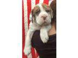 Mastiff Puppy for sale in Foley, MO, USA