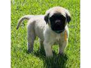 Mastiff Puppy for sale in Rochester, IN, USA