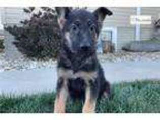 German Shepherd Dog Puppy for sale in Evansville, IN, USA