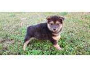 Shiba Inu Puppy for sale in Rock Hill, SC, USA