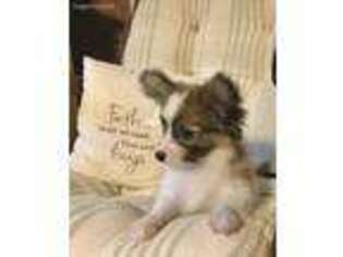 Papillon Puppy for sale in Woodville, TX, USA
