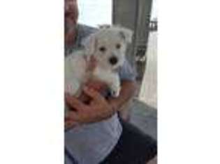 West Highland White Terrier Puppy for sale in Hernando Beach, FL, USA