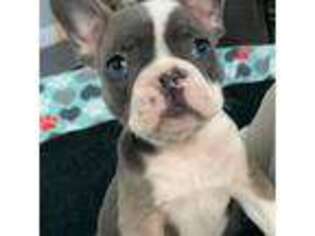 French Bulldog Puppy for sale in Piqua, OH, USA