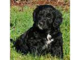 Brittany Puppy for sale in Yacolt, WA, USA