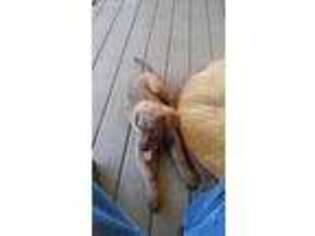 Chesapeake Bay Retriever Puppy for sale in Penn Valley, CA, USA