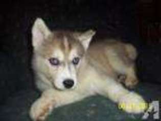 Siberian Husky Puppy for sale in MIDDLETOWN, CT, USA