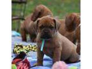 American Bull Dogue De Bordeaux Puppy for sale in Dresden, OH, USA