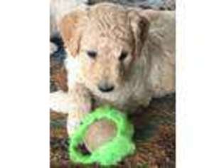 Goldendoodle Puppy for sale in Vincennes, IN, USA
