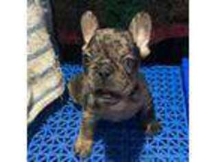 French Bulldog Puppy for sale in Hillside, NJ, USA