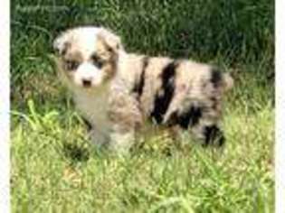 Miniature Australian Shepherd Puppy for sale in Grandfield, OK, USA