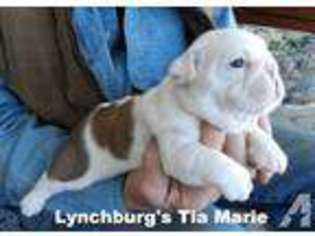 Bulldog Puppy for sale in LYNCHBURG, OH, USA