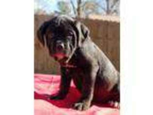 Cane Corso Puppy for sale in Benton, KY, USA