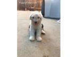 Medium Photo #1 Old English Sheepdog Puppy For Sale in Santa Maria, CA, USA