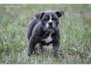 Bulldog Puppy for sale in Dinwiddie, VA, USA