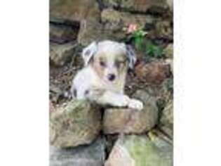 Miniature Australian Shepherd Puppy for sale in Washburn, MO, USA