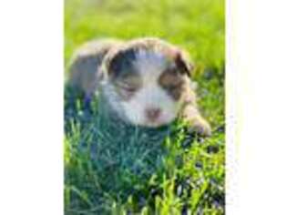 Miniature Australian Shepherd Puppy for sale in Lake Lillian, MN, USA